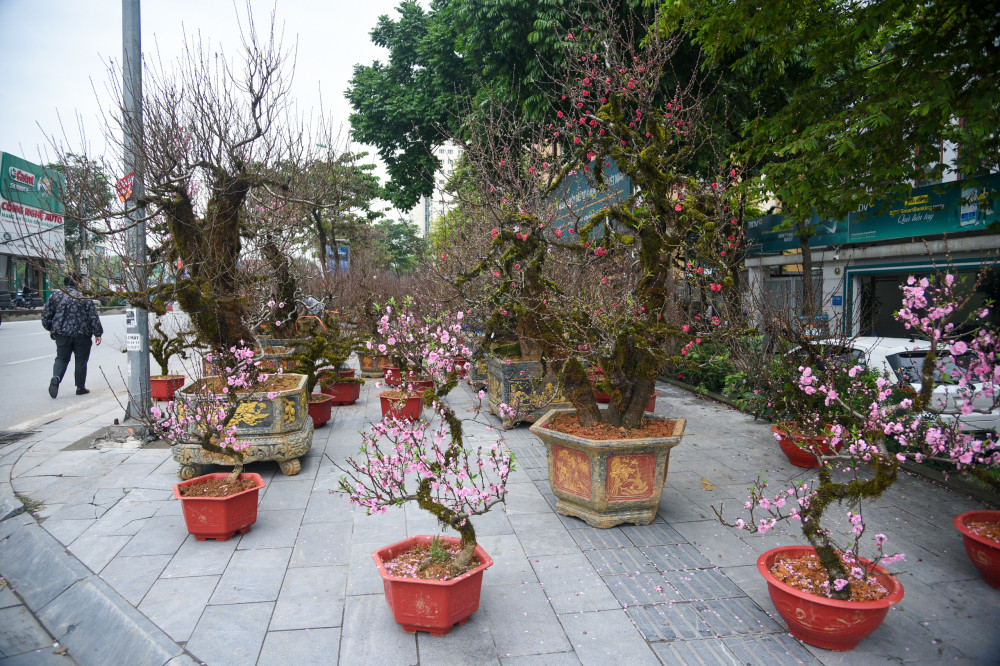 Những ngày gần Tết Nguyên đán Giáp Thìn 2024, dọc các tuyến phố Lạc Long Quân, Võ Chí Công, chợ hoa Tây Hồ... ở Hà Nội bày bán nhiều đào cổ phủ rêu từ Tây Bắc thu hút đông đảo khách hàng. Ảnh: Phunuonline