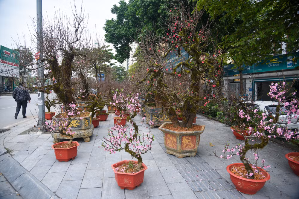 Những ngày gần Tết Nguyên đán Giáp Thìn 2024, dọc các tuyến phố Lạc Long Quân, Võ Chí Công, chợ hoa Tây Hồ... ở Hà Nội bày bán nhiều đào cổ phủ rêu từ Tây Bắc thu hút đông đảo khách hàng. Ảnh: Phunuonline