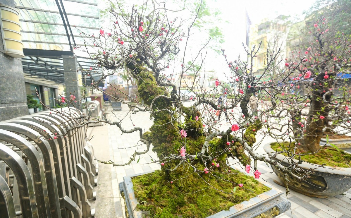 Những cây đào đủ kích cỡ được cuốn thêm rêu xanh, tạo dáng cổ thụ bắt mắt. Ảnh: Tiền phong