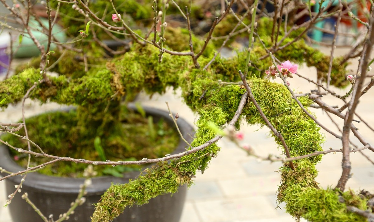 Những mảng rêu bám trên thân cây vừa tăng tính thẩm mỹ vừa cung cấp độ ẩm cho cây. Ảnh: Tiền phong