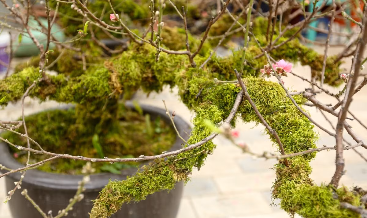 Những mảng rêu bám trên thân cây vừa tăng tính thẩm mỹ vừa cung cấp độ ẩm cho cây. Ảnh: Tiền phong