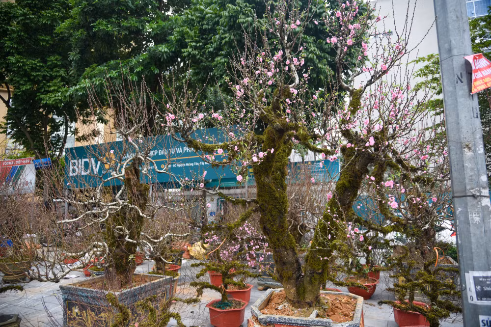 Mỗi gốc đào đều có hình dáng riêng, không giống đào thất thốn, đào phai hay đào bích. Ảnh: Phunuonline