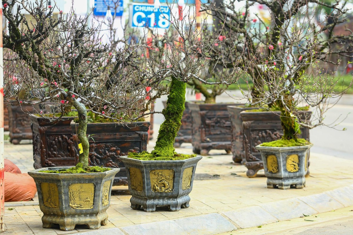 Nụ hoa to, cánh dày, lại lâu phai tàn nên được nhiều người tiêu dùng ưa chuộng để chơi Tết. Ảnh: Tiền phong