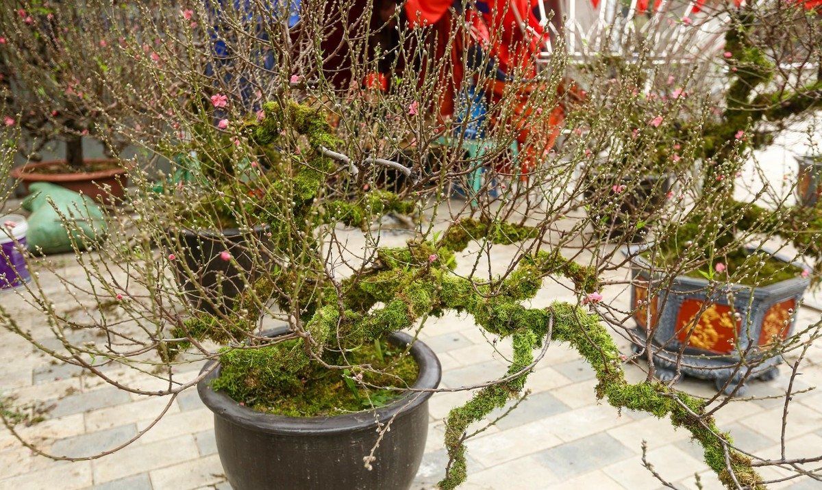 Ngoài ra, khách hàng cũng có thể thuê đào cổ bọc rêu xanh với giá từ 6 - 20 triệu đồng/cây tùy từng độ lớn, độ tuổi, hình dáng của cây. Ảnh: Tiền phong