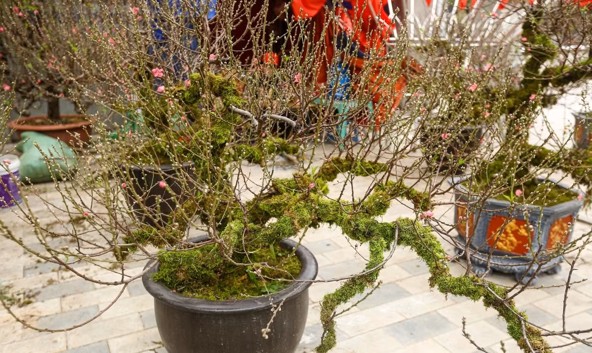 Ngoài ra, khách hàng cũng có thể thuê đào cổ bọc rêu xanh với giá từ 6 - 20 triệu đồng/cây tùy từng độ lớn, độ tuổi, hình dáng của cây. Ảnh: Tiền phong