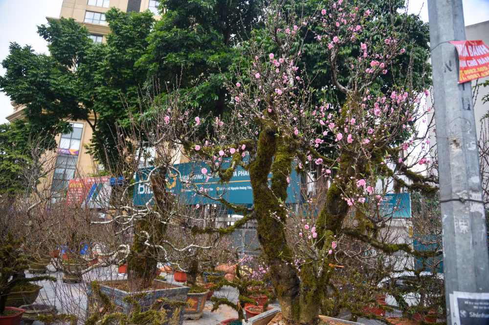 Nhiều cây đã bung nở hoa nhưng nhà vườn khẳng định loại đào này khá bền hoa, không dễ héo. Ảnh: Phunuonline