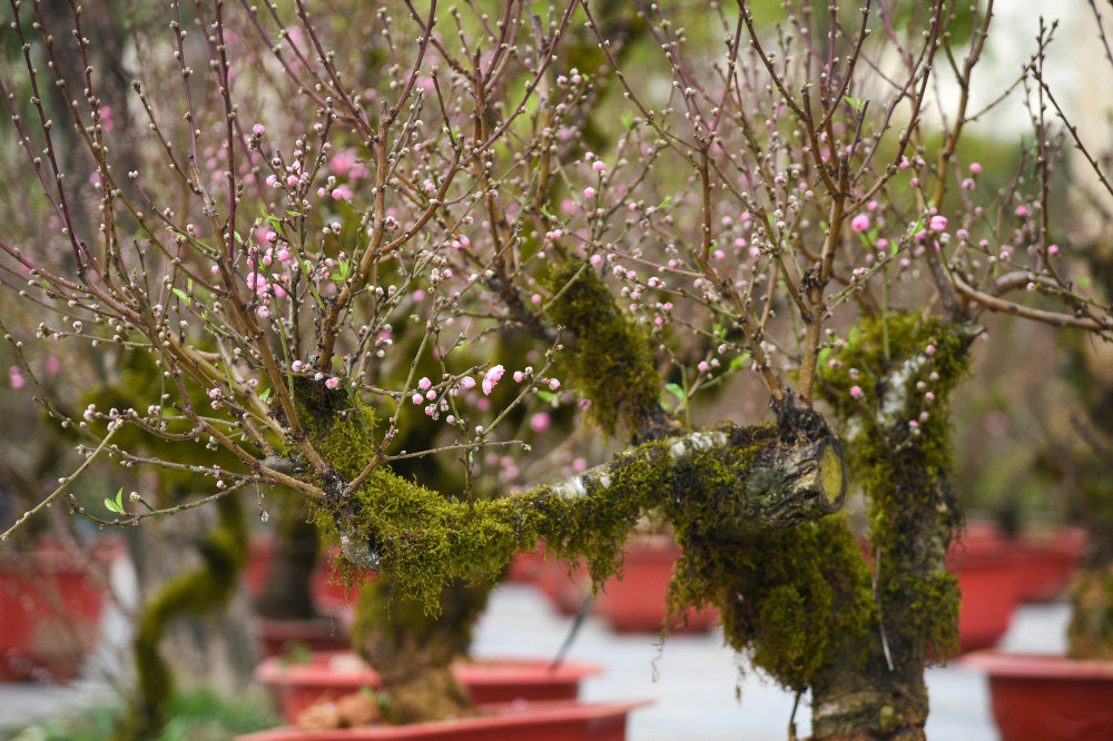 Theo người bán, đào cổ phủ rêu được nhập từ Lào Cao, giá từ 10 - 20 triệu đồng, thậm chí có cây lên tới 100 triệu đồng. Ảnh: Phunuonline