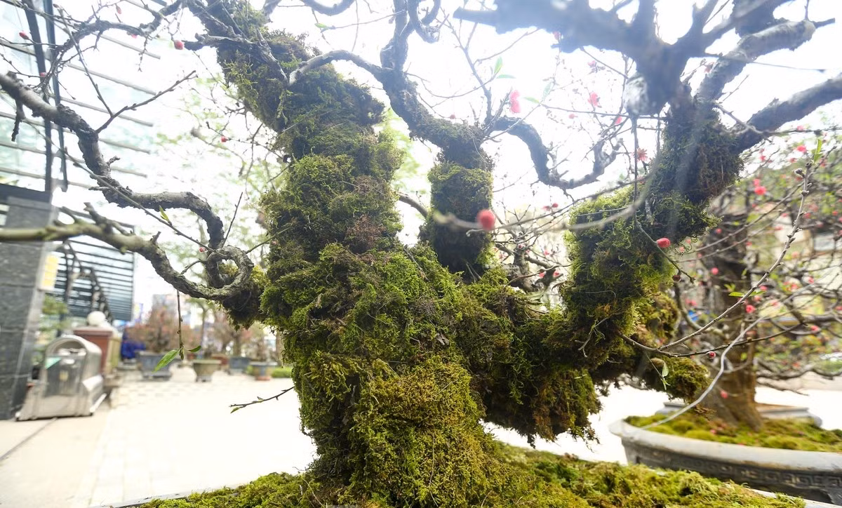 Thân đào xù xì, nụ hoa to, cánh hoa dày nhìn bắt mắt. Ảnh: Tiền phong