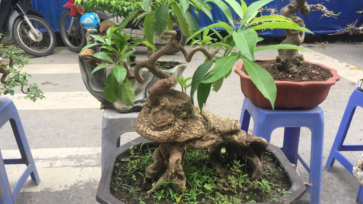 Không chỉ có mùi thơn nồng nàn đặc trưng, cây hoa sữa còn được giới cây cảnh yêu thích vì rất hiếm, phải săn lùng mới có được gốc dáng đẹp, lạ mắt lên chậu thành bonsai. Ảnh: YouTube