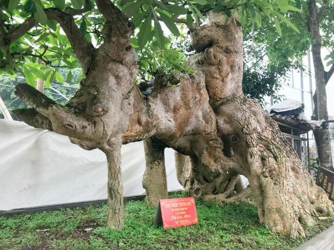 Chủ vườn cho biết, cây được mua về từ năm 2000. Khi đó, cây đã có hình dáng giống con voi, chỉ cần tạo tác để bông cây hài hòa với dáng thế. Ảnh: Dân Việt
