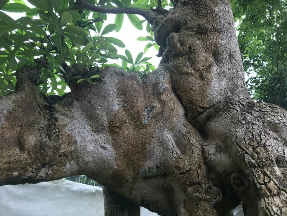 Theo tiết lộ, cây hoa sữa "dáng kỳ quái" lần đầu được tìm thấy mọc trên đỉnh của ngọn núi cao nhất ở Yên Thế (Bắc Giang), nơi có thể nhìn sang Thái Nguyên. Ảnh: Dân Việt