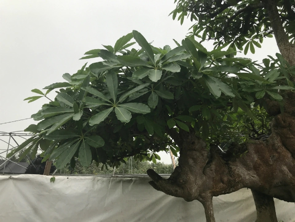 Ông Hòa mua cây hoa sữa này năm 2004 với giá 100 triệu đồng. Ảnh chụp màn hình