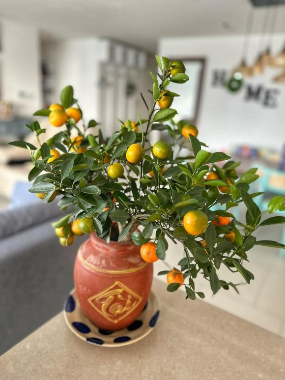 Không chỉ sắm cành đào, siêu mẫu Hà Anh còn trang trí phòng khách bằng một chậu quất xinh xắn.