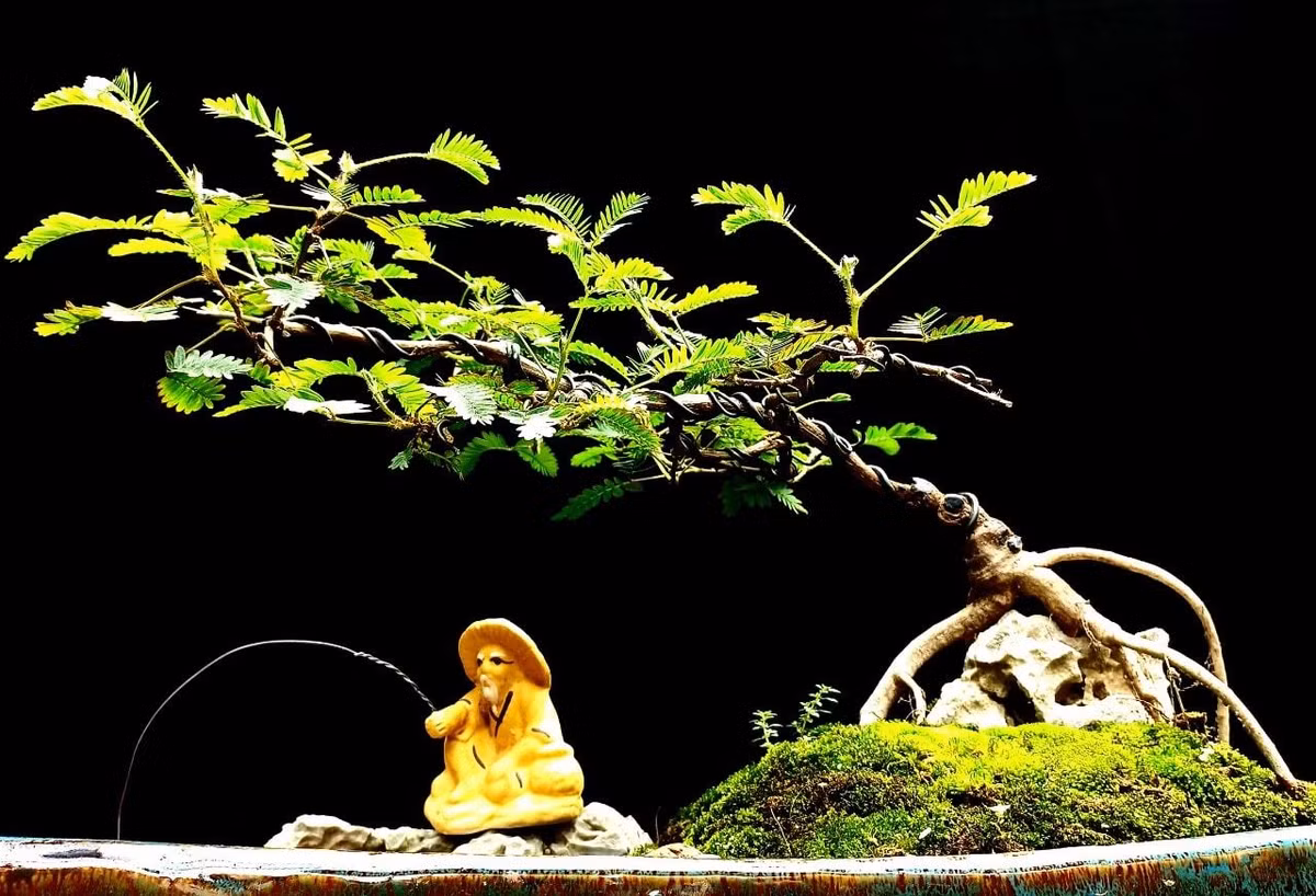 Theo đó, cây phôi hoa trinh nữ được rao bán từ vài chục nghìn đồng đến cả triệu đồng/cây, tùy kích thước, hình dáng. Đáng chú ý, phôi cây hiếm, đẹp có giá lên đến cả chục triệu đồng/cây. Ảnh: Vietnamnet