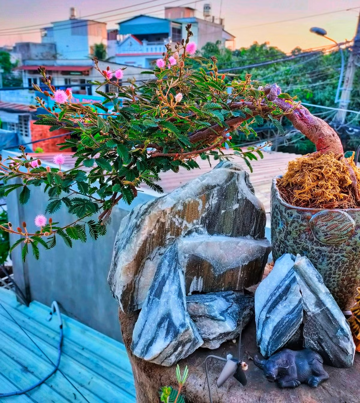 Khi tung ra thị trường, những chậu hoa trinh nữ bonsai được giới chơi cây cảnh săn đón. Ảnh: Vietnamnet