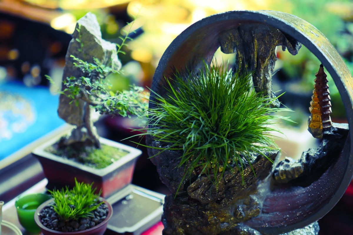 Thạch xương bồ là cây cảnh thanh tao, dáng thế đẹp, xanh tươi quanh năm, hương thơm thoang thoảng, được dùng để chế tác nhiều sản phẩm non bộ, sinh vật cảnh. Ảnh: Vietnamnet