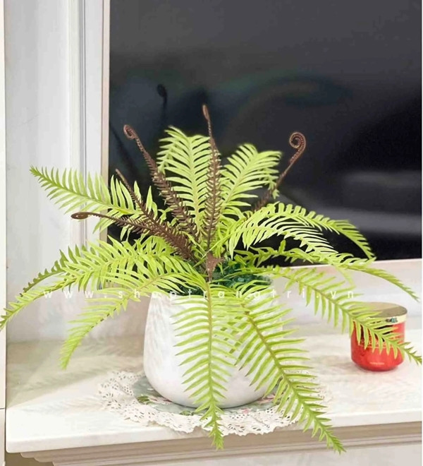 Tại các cửa hàng, mỗi chậu dương xỉ có giá từ 300.000 - 400.000 đồng. Ảnh: Internet