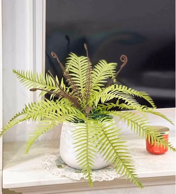 Tại các cửa hàng, mỗi chậu dương xỉ có giá từ 300.000 - 400.000 đồng. Ảnh: Internet