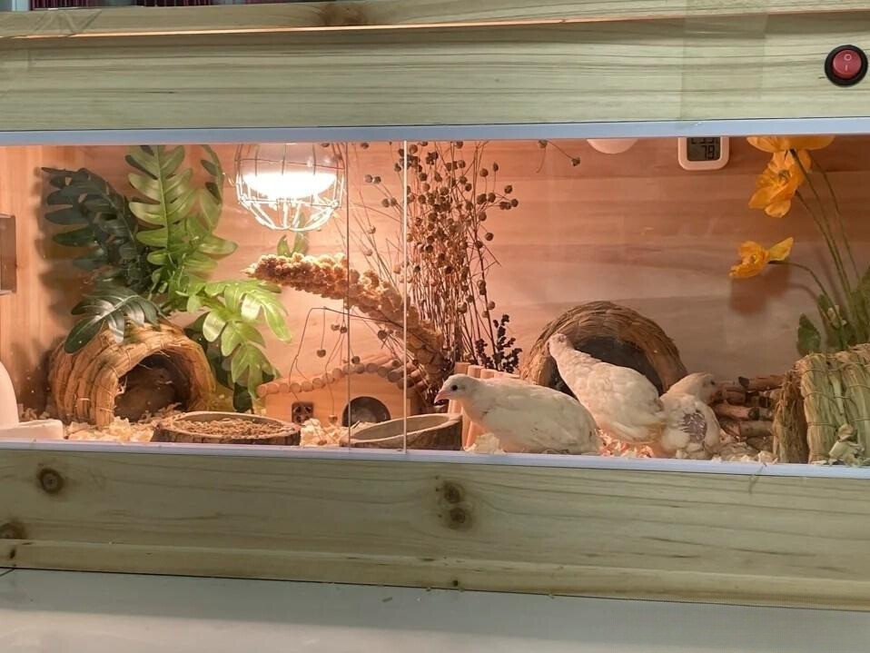 Giống gà này đòi hỏi nhiệt độ chỉ được dao động ở mức từ 20 đến 30 độ C đối những con trưởng thành và từ 35 đến 38 độ đối với con non. Ảnh: Facebook