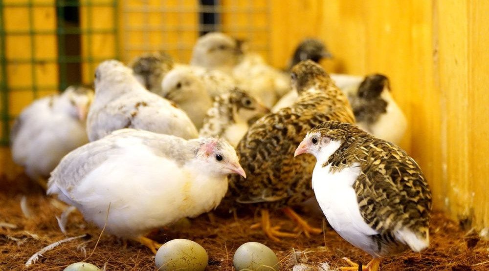 Dù thích nghi với việc sống trong không gian kín như thú cưng hơn nhiều so với các giống gà bình thường, nhưng gà Rutin vẫn cần chăm sóc nhiều hơn hẳn so với chó mèo, do kích thước nhỏ bé của chúng. Ảnh: Cà Mau online