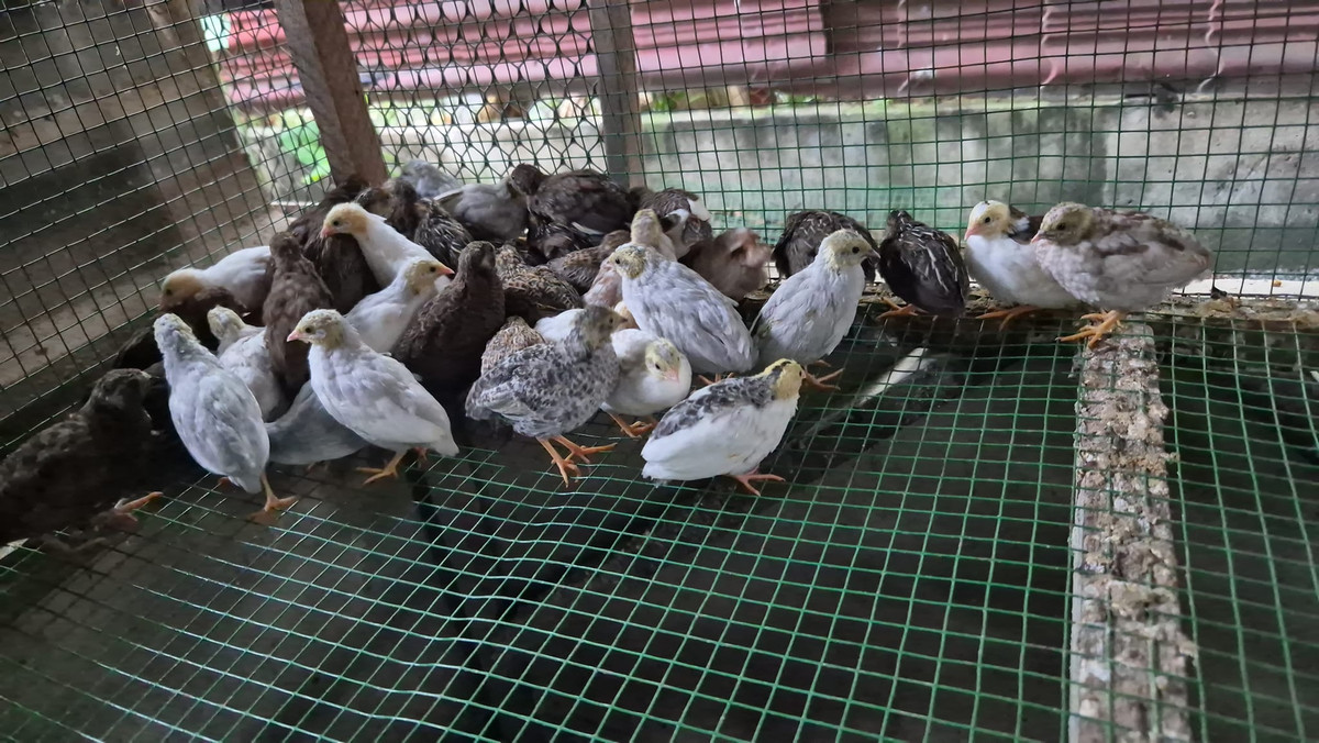 Trên thị trường, giống gà nhỏ nhất thế giới có giá trung bình từ 80.000 đến 150.000 đồng/con, tùy theo kích cỡ. Thông thường, gà Rutin được bán theo cặp với giá dao động từ 250.000-300.000 đồng. Ảnh: Facebook