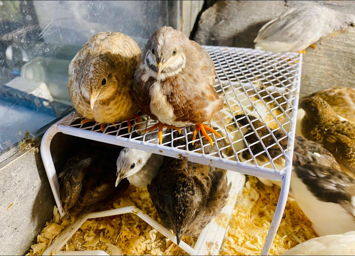 Gà Rutin có kích thước bằng một nắm tay người lớn và chỉ nặng khoảng 50 gram. Ảnh: Facebook