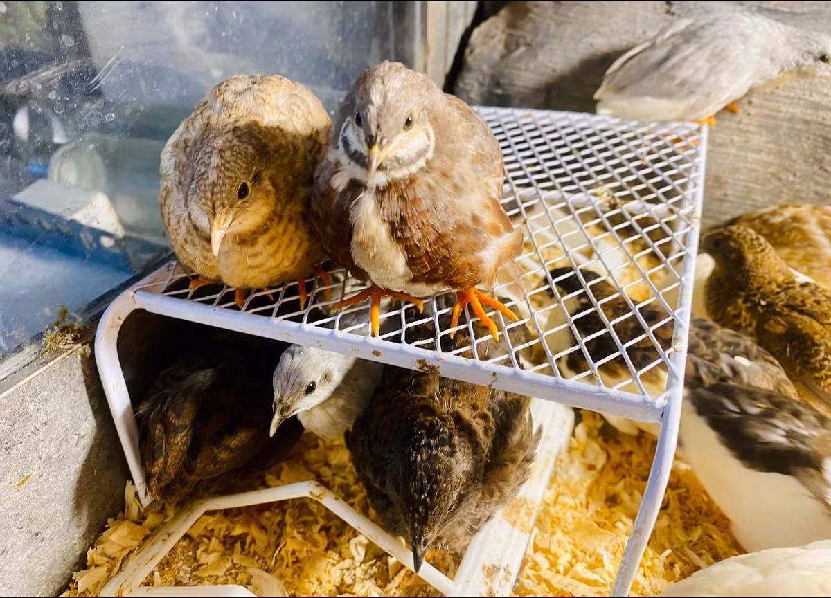 Gà Rutin có kích thước bằng một nắm tay người lớn và chỉ nặng khoảng 50 gram. Ảnh: Facebook