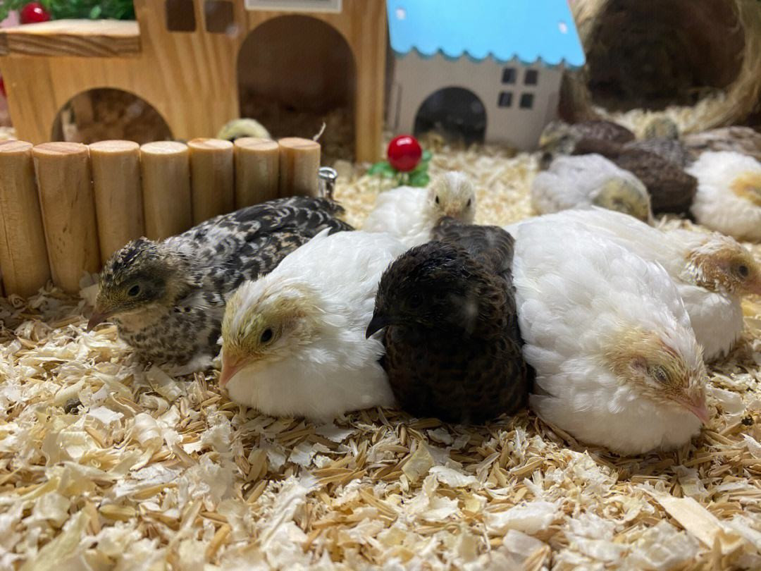 Nhờ sức hút của gà Rutin mà người bán có thể bán cả 1.000 con mỗi tháng, cao điểm nhất là vào dịp hè lên tới 100 - 200 con/ngày. Ảnh: Facebook