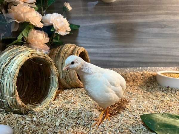 Gà Rutin được ưa chuộng bởi sở hữu ngoại hình siêu dễ thương và kích thước cũng phù hợp với những không gian tương đối nhỏ. Ảnh: Facebook