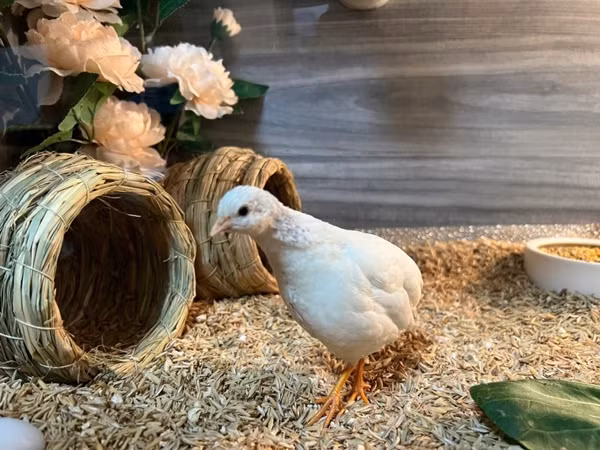 Gà Rutin được ưa chuộng bởi sở hữu ngoại hình siêu dễ thương và kích thước cũng phù hợp với những không gian tương đối nhỏ. Ảnh: Facebook