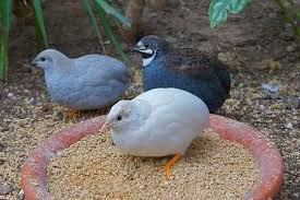 Khách mua bao gồm nhiều độ tuổi khác nhau, từ bạn trẻ đang đi học cho tới người làm việc văn phòng hay các bà mẹ nội trợ mua gà về cho con họ chăm sóc. Ảnh: Facebook