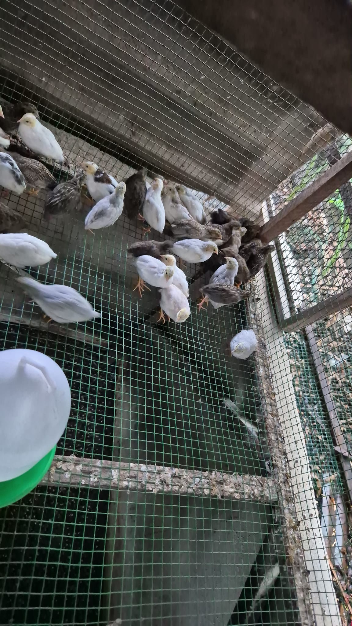 Những con gà Rutin mới nở khoảng 1 tuần tuổi thì giá bán chỉ rơi vào khoảng 30.000 đồng/con. Ảnh: Facebook