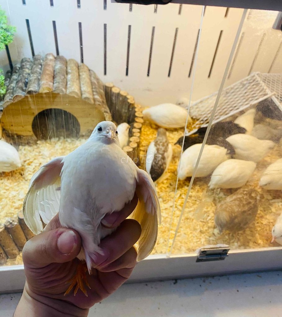 Theo những người kinh doanh gà Rutin, đây là loài động vật có nguồn gốc từ Thái Lan. Nó là con lai giữa chim cút và gà gô. Ảnh: Người đưa tin