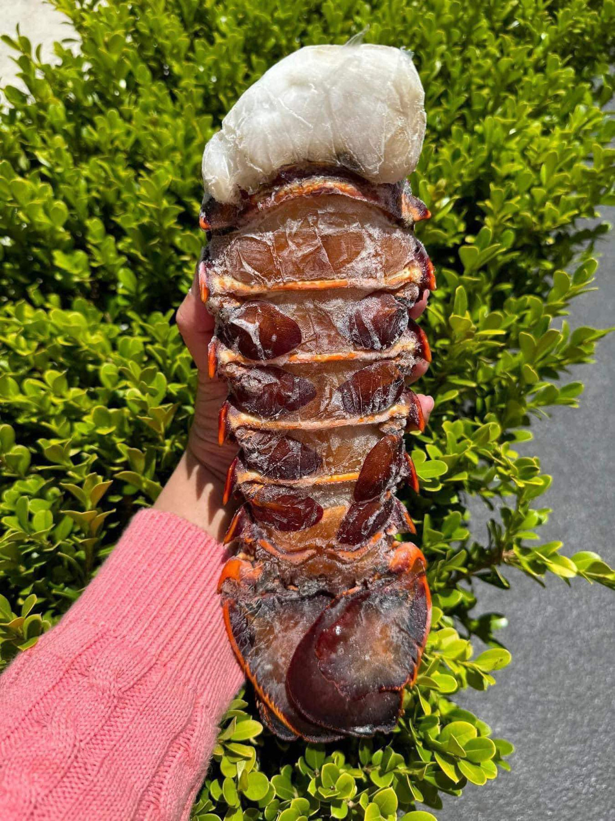 Đuôi tôm hùm giá rẻ khiến không ít khách hàng giật mình. Chị Mai (Bắc Từ Liêm, Hà Nội) chia sẻ: "Thấy có người bán đuôi tôm hùm Úc chỉ có 350.000 đồng tôi thực sự ngạc nhiên. Bởi, tôm hùm nhập khẩu thường giá gần triệu đến vài triệu đồng/kg". Ảnh: Facebook