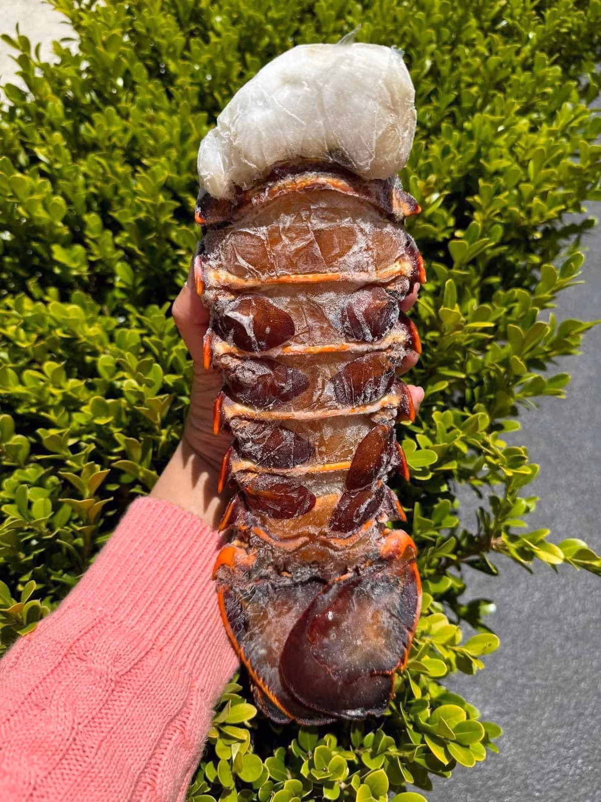 Đuôi tôm hùm giá rẻ khiến không ít khách hàng giật mình. Chị Mai (Bắc Từ Liêm, Hà Nội) chia sẻ: "Thấy có người bán đuôi tôm hùm Úc chỉ có 350.000 đồng tôi thực sự ngạc nhiên. Bởi, tôm hùm nhập khẩu thường giá gần triệu đến vài triệu đồng/kg". Ảnh: Facebook