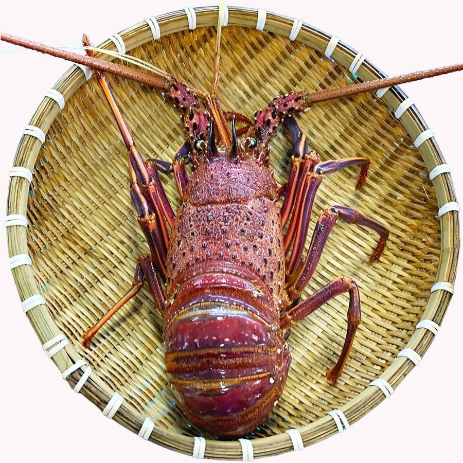 Trong khi đó, tôm hùm Úc tươi sống giá từ 1,6 - 1,9 triệu đồng/kg. Những con tôm ngất giá khoảng 600.000 đồng/kg. Ảnh: Daohaisan