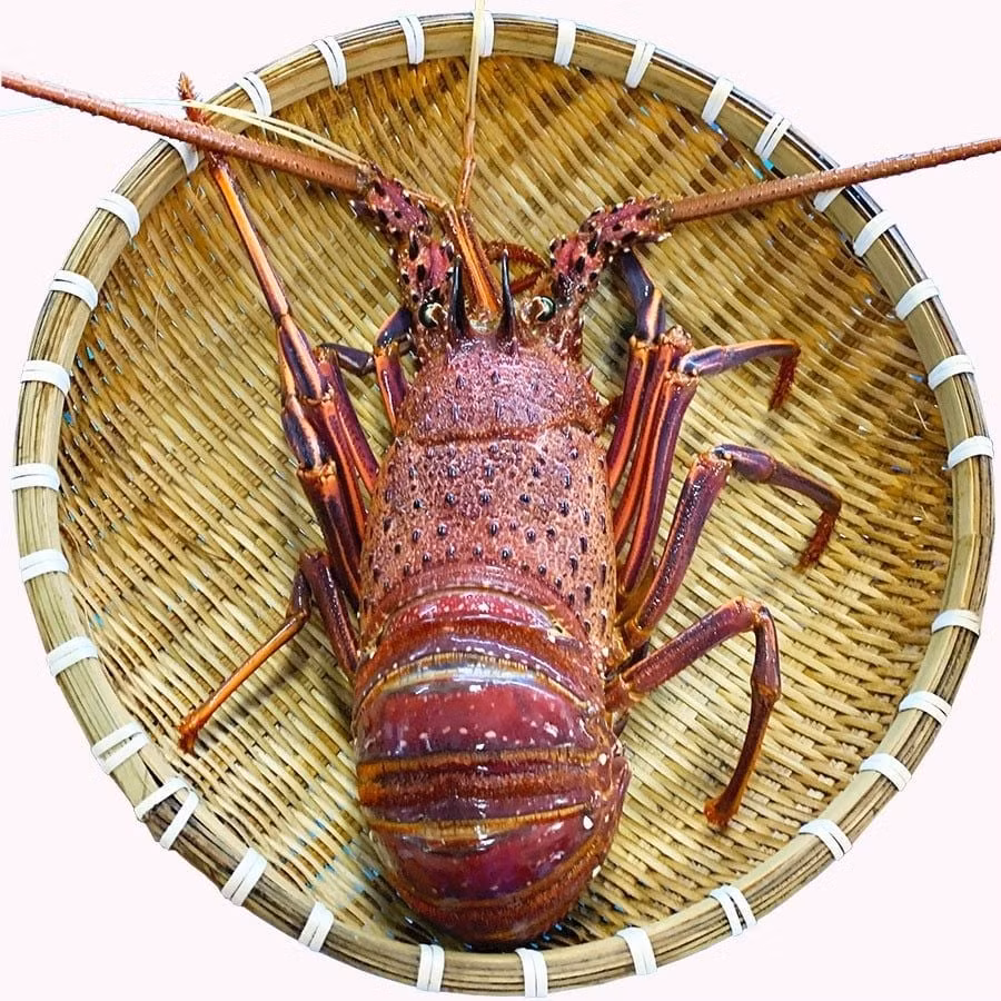 Trong khi đó, tôm hùm Úc tươi sống giá từ 1,6 - 1,9 triệu đồng/kg. Những con tôm ngất giá khoảng 600.000 đồng/kg. Ảnh: Daohaisan