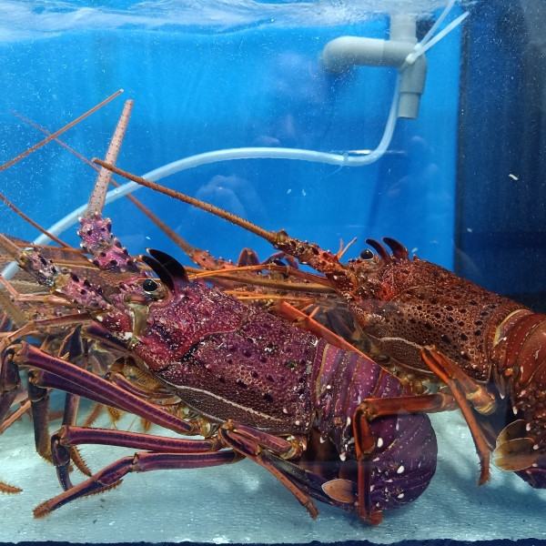 Tôm hùm Úc là một trong những loài tôm hùm ngon nhất thế giới. Loài tôm này có màu sắc đẹp, dinh dưỡng cao và đặc biệt thịt tôm thơm, săn chắc và ngọt. Ảnh: Daohaisan