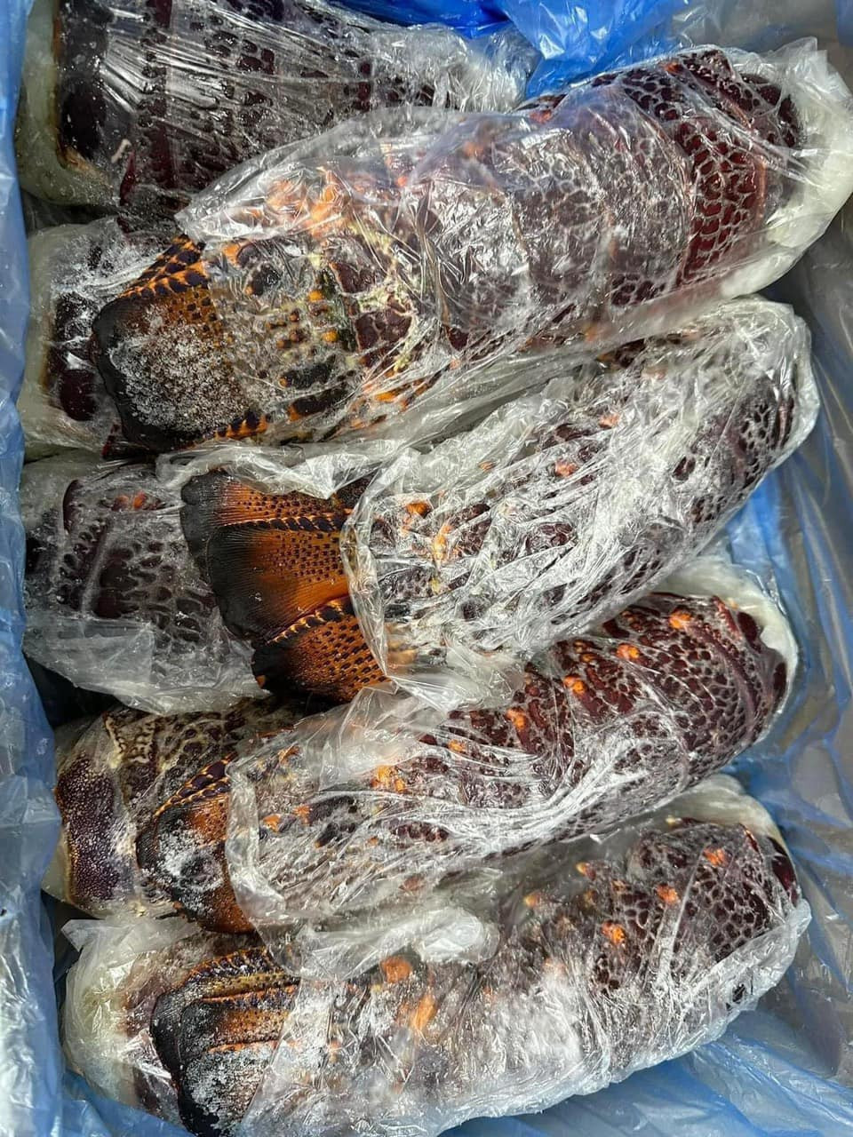Chia sẻ về đuôi tôm hùm Úc giá rẻ bán đầy chợ mạng, một đầu mối chuyên hải sản nhập khẩu ở Hà Nội cho biết đuôi tôm hùm này đều là hàng đông lạnh. Ảnh: Facebook