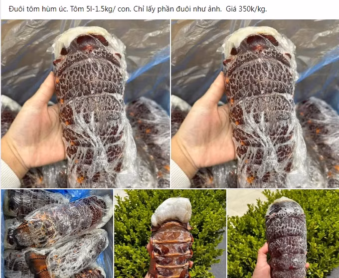 Thời gian gần đây, trên chợ mạng xuất hiện nhiều bài đăng rao bán đuôi tôm hùm Úc với giá từ 350.000 - 380.000 đồng/kg. Ảnh: Facebook