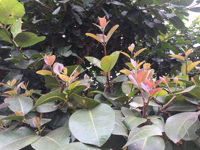 Cây trâm vối cho lá quanh năm. Vào mùa xuân, cây đâm chồi nảy lộc, ra hoa đậu quả. Đến tháng 9 thì quả to bằng đầu ngón tay. Ảnh: Dân Việt