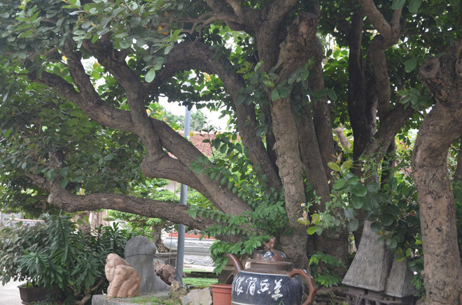 Được biết, cây trâm vối được ông Ngọ mua tận Tiền Giang năm 2010 với giá hơn 300 triệu đồng. Ảnh: Dân Việt