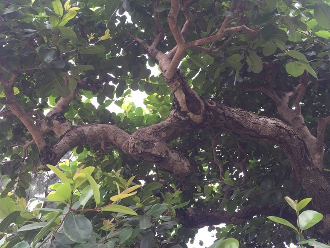 Tán cây sum suê, xanh tốt. Ảnh: Dân Việt