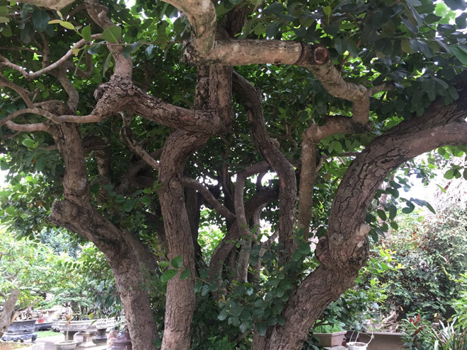 Lúc mới mua về, cây có 21 thân nhưng sau đó, ông cắt bớt đi 2 thân cho cây đều và đẹp hơn. Ảnh: Người đưa tin