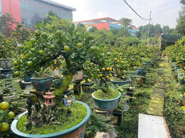 Những gốc quất cần thăng đắt giá nhất vườn, có giá từ 150-300 triệu đồng đã được khách đã đặt gần hết. Ảnh: Người đưa tin