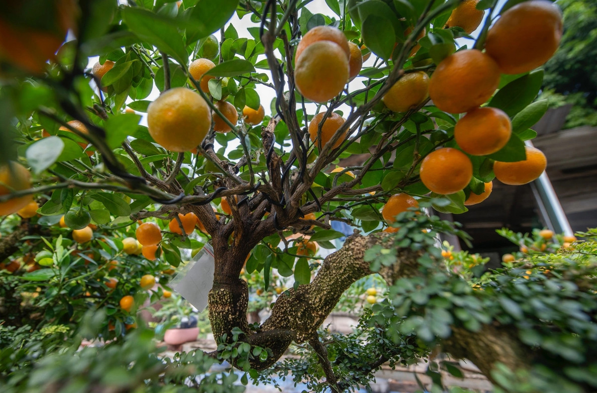 Là một người thợ lành nghề, ông Đức mất khoảng 3 năm từ mua phôi, ghép cây đến tạo thế quất cần thăng trước khi đem bán ra ngoài thị trường. Ảnh; Dân trí