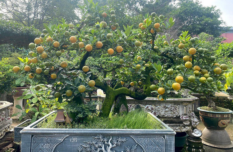 Tương tự, khu vườn nhà ông Trương Ngọc Xuân, trú tại phường Đức Thắng, quận Bắc Từ Liêm (Hà Nội) cũng có hàng trăm cây quất cần thăng phục vụ Tết Nguyên đán. Ảnh: Người đưa tin