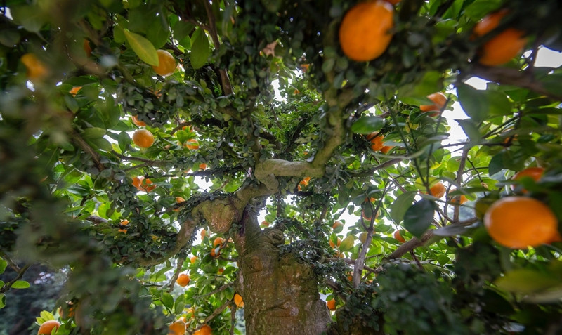 Trong vườn nhà ông Đức có đủ các chậu quất ghép cần thăng kích thước to nhỏ khác nhau. Ảnh: Dân trí