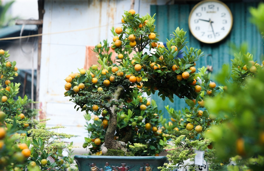 Tại thị trường bên ngoài, giá một chậu quất ghép cần thăng đẹp có thể lên tới hàng trăm triệu đồng. Ảnh: Kinhtedothi