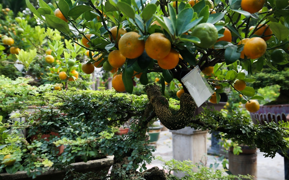 Giá mỗi gốc quất ghép cần thăng tại vườn từ vài triệu đến vài chục triệu đồng/gốc. Ảnh: Kinhtedothi